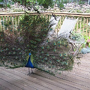 Picture 011